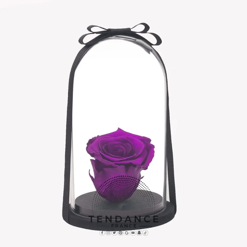 Rose éternelle Violette Sous Cloche | France-Tendance